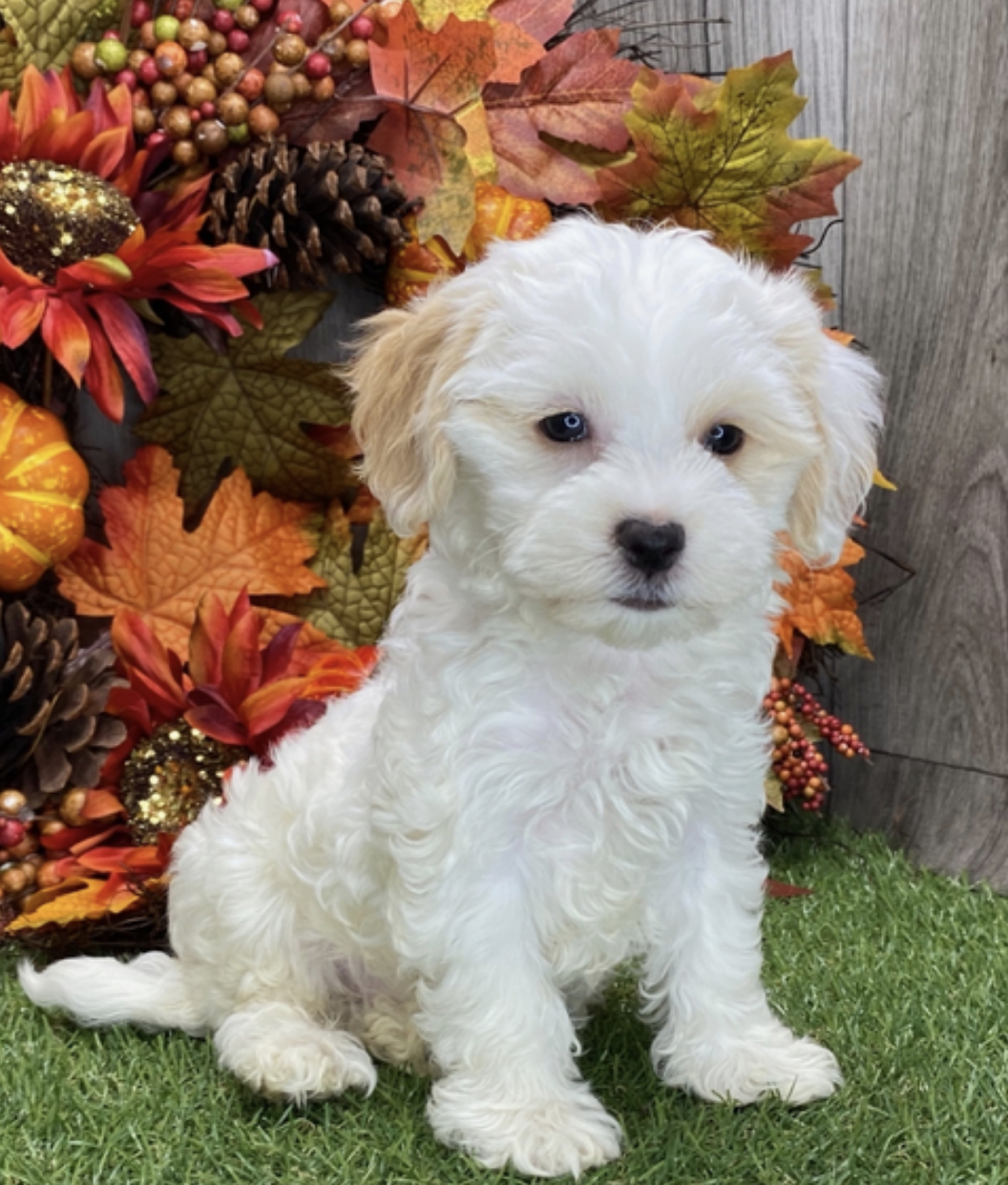 comprar cachorros sanos, baratos y asequibles para la venta